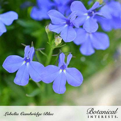 Cambridge Blue Lobelia Seeds