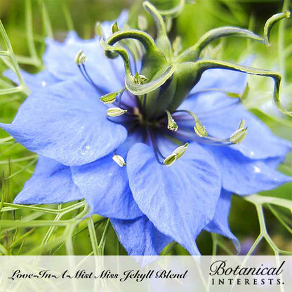 Miss Jekyll Blend Love-In-A-Mist Seeds