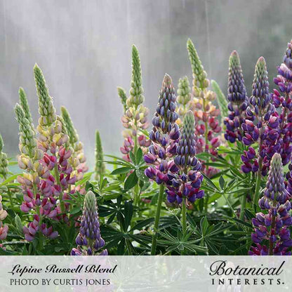 Russell Blend Lupine Seeds