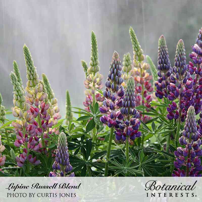 Botanical Interests Russell Blend Lupine Seeds - Thumbnail 2