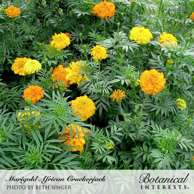 jedi marigold seeds Crackerjack African Marigold Organic Seeds