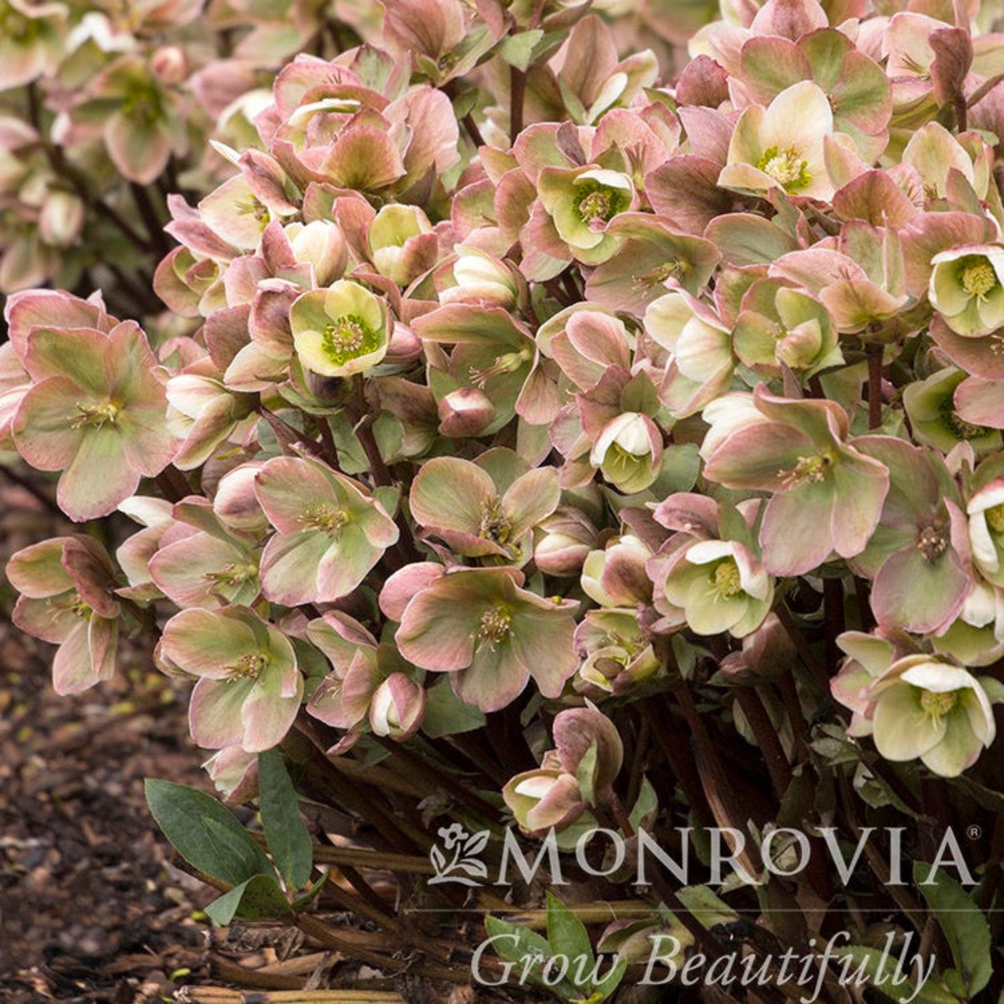 Ivory Prince Hellebore – Epic Gardening