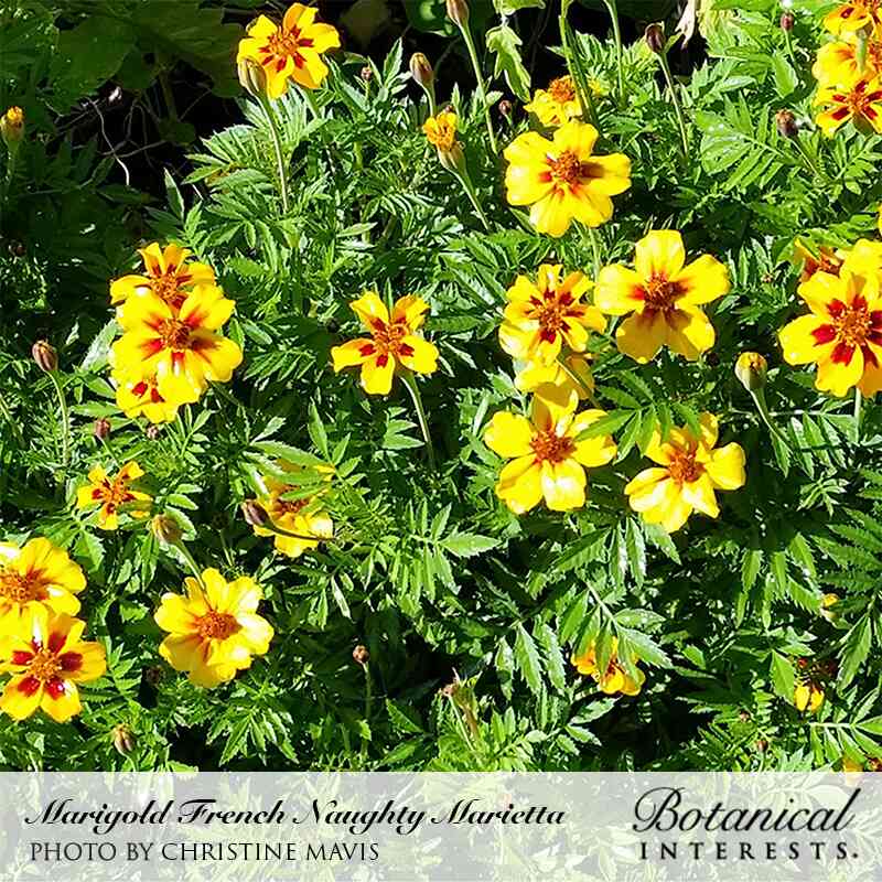 Naughty Marietta French Marigold Seeds