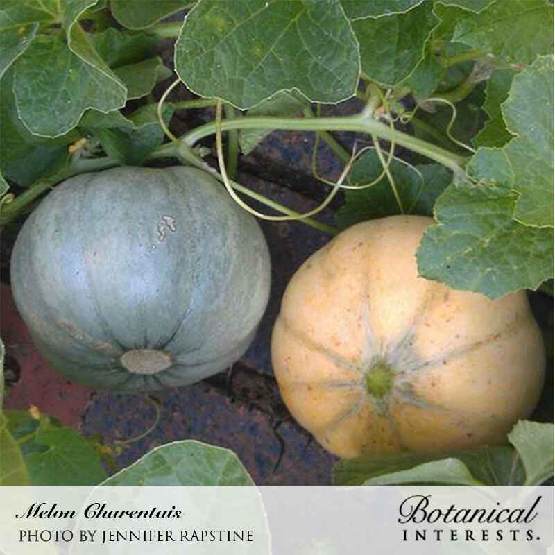 planting seeds from cantaloupe Charentais Cantaloupe Melon Seeds – Epic Gardening