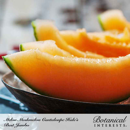 Hale's Best Jumbo Cantaloupe/Muskmelon Melon Seeds