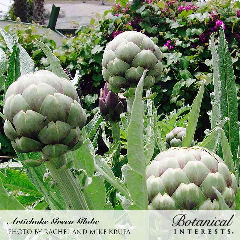 Green Globe Improved Artichoke Seeds