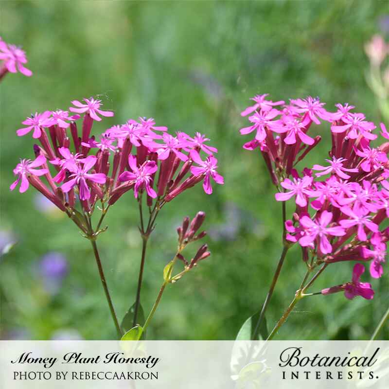 violet money plant Honesty Money Plant Seeds