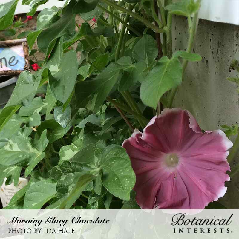 Chocolate Morning Glory Seeds