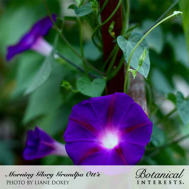 Grandpa Ott's Morning Glory Seeds