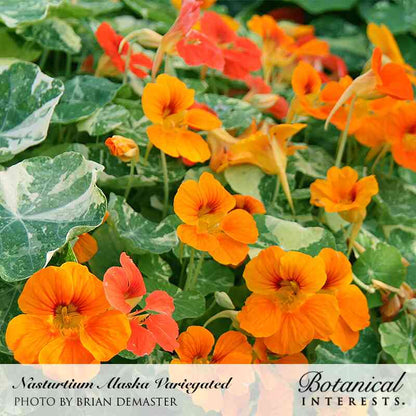 Alaska Variegated Nasturtium Seeds