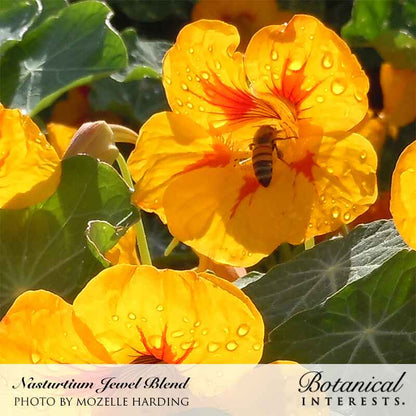 Jewel Blend Nasturtium Seeds