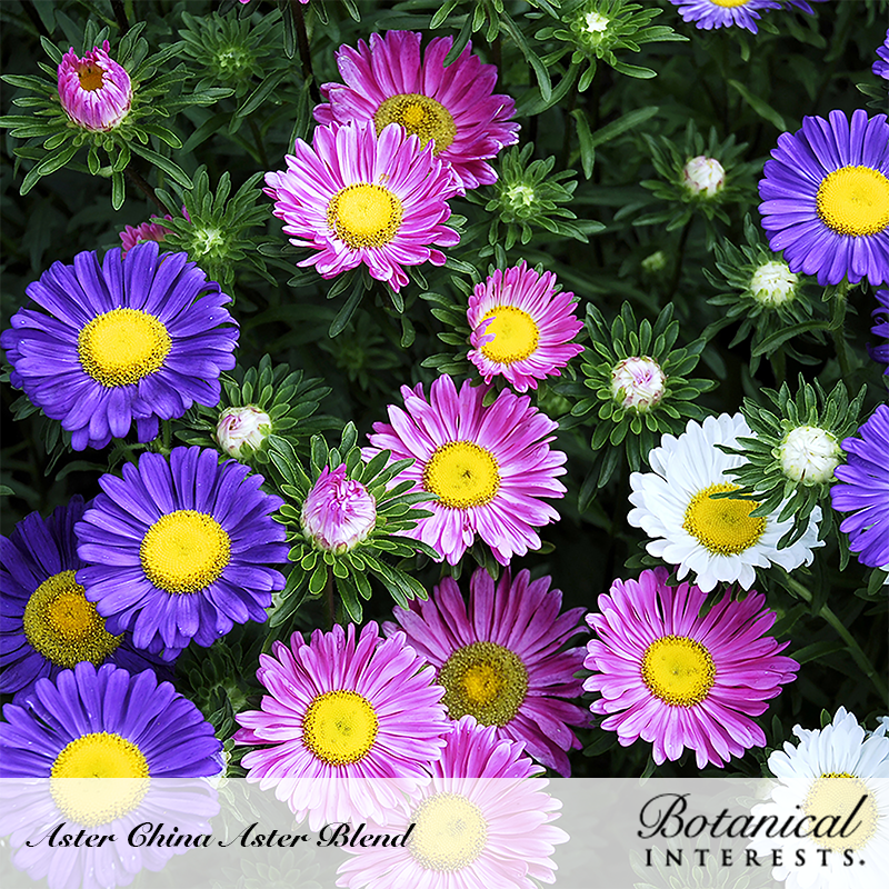 China Aster Blend Aster Seeds