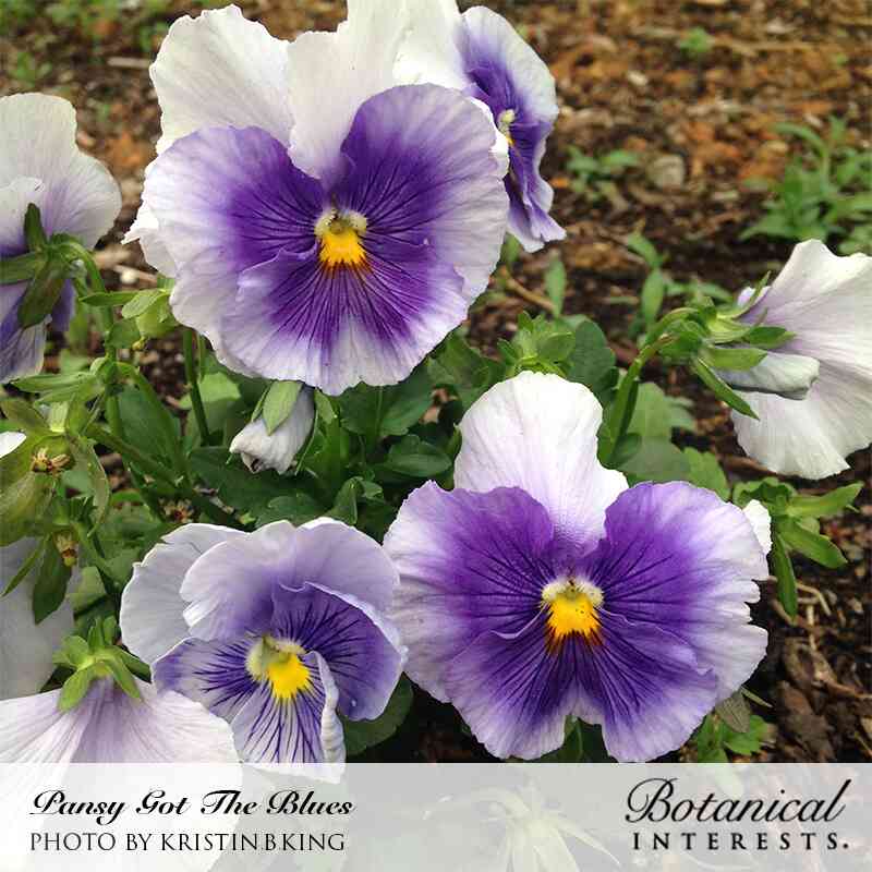 Got the Blues Pansy Seeds