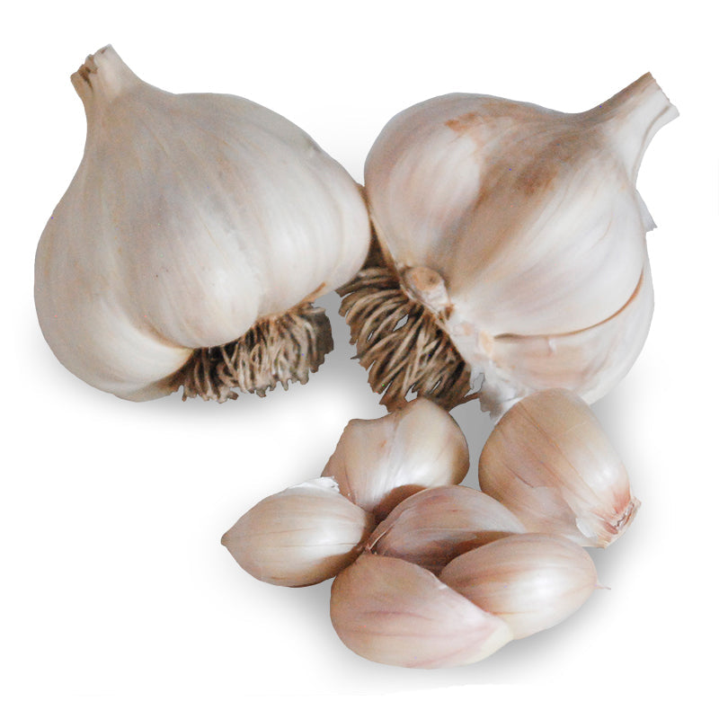 Nootka Rose Softneck Garlic - USDA Certified Organic