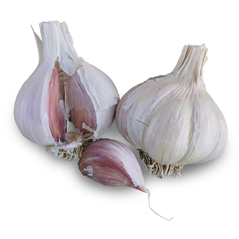 Montana Zemo Hardneck Garlic - USDA Certified Organic