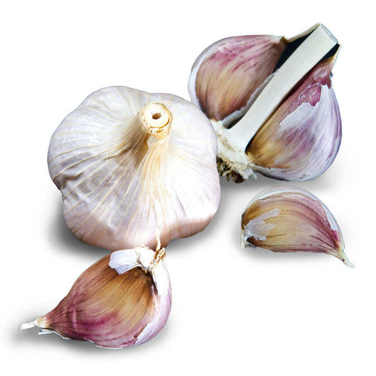 Georgian Fire Hardneck Garlic - USDA Certified Organic