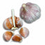 Shandong Hardneck Garlic - USDA Certified Organic