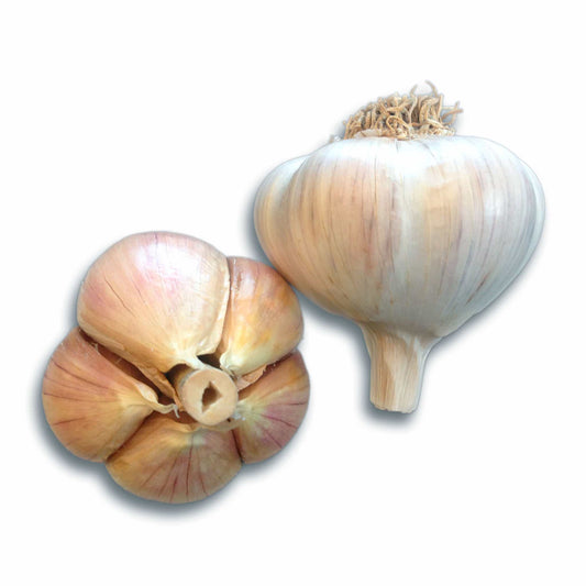Majestic Hardneck Garlic - USDA Certified Organic