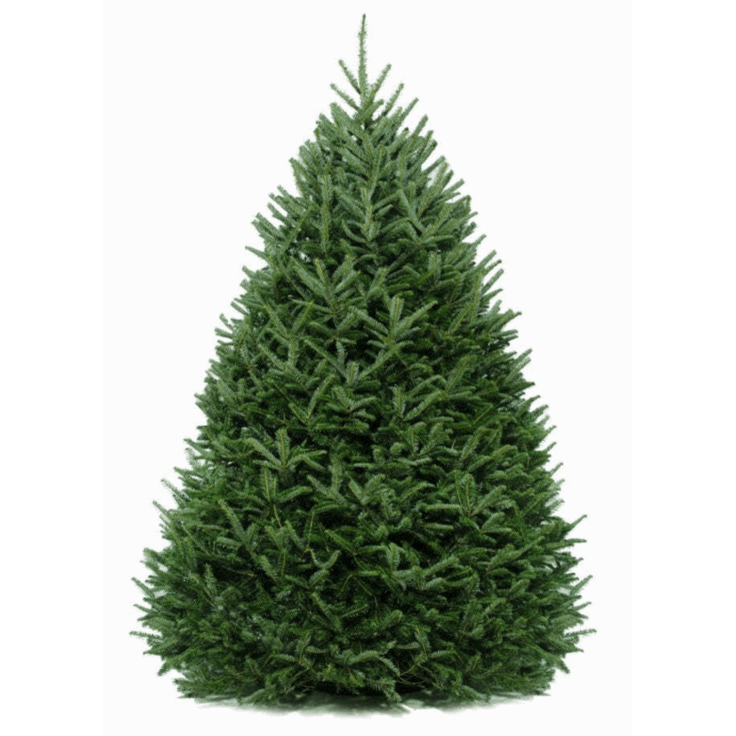 5-6 Ft. Fraser Fir Tree (Live Cut)