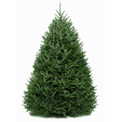 5-6 Ft. Fraser Fir Tree (Live Cut)