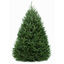 5-6 Ft. Fraser Fir Tree (Live Cut)