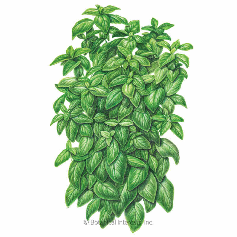 Everleaf Emerald Towers Basil Seeds