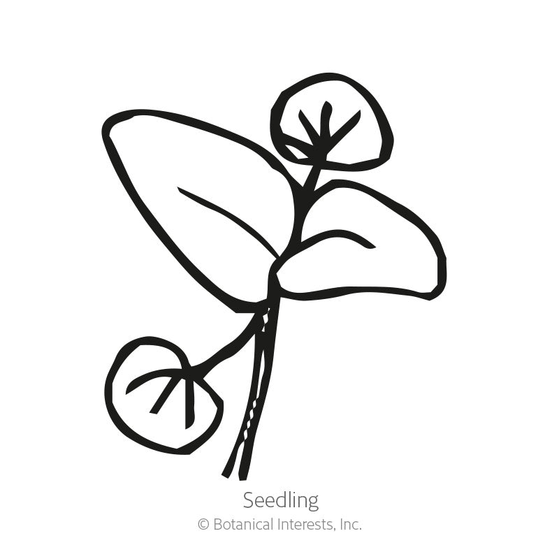 Common Mint Seeds Product Image