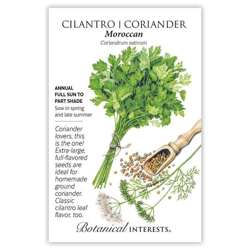 coriander plant with seeds Moroccan Cilantro/Coriander