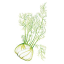 Dragon Fennel Seeds