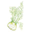 Dragon Fennel Seeds