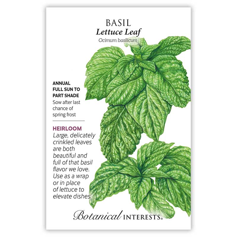 Lettuce Leaf Basil Seeds