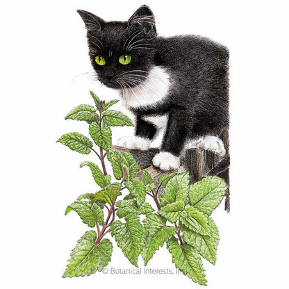 Catnip Seeds