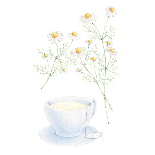 German Chamomile Seeds