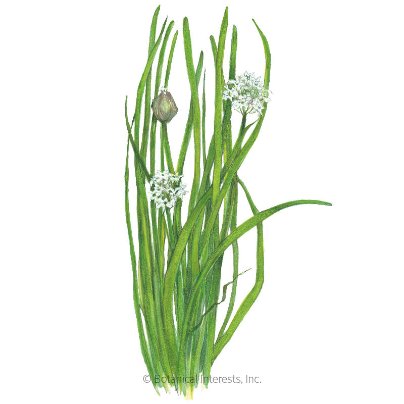 Garlic Chives Seeds Product Image