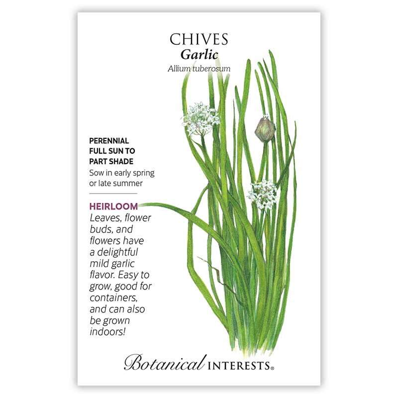 planting chives from seed Garlic Chives Seeds