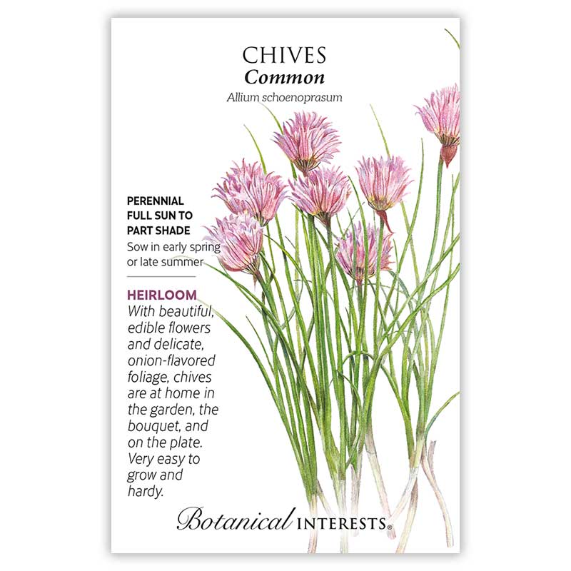 chive plant going to seed Common Chives Seeds – Epic Gardening