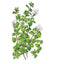 True Greek Oregano Seeds