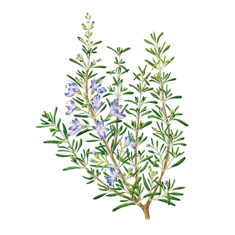 rosemary seeds from plant Rosemary Seeds – Epic Gardening