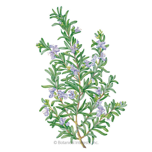 Rosemary Seeds Product Image