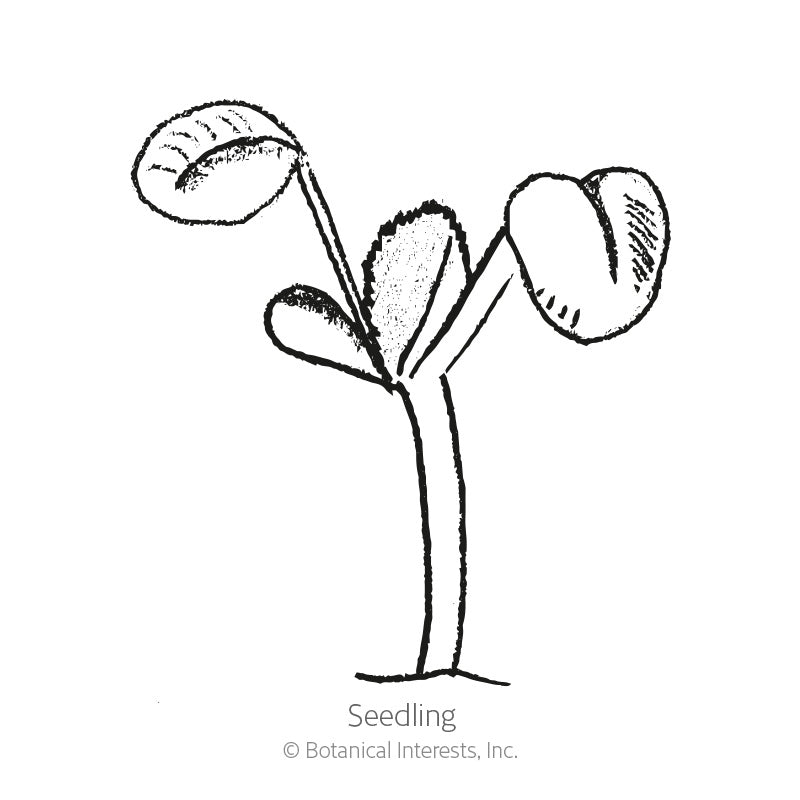 Broadleaf Sage Seeds