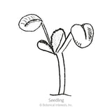 Broadleaf Sage Seeds