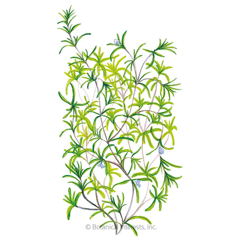 Summer Savory Seeds Product Image