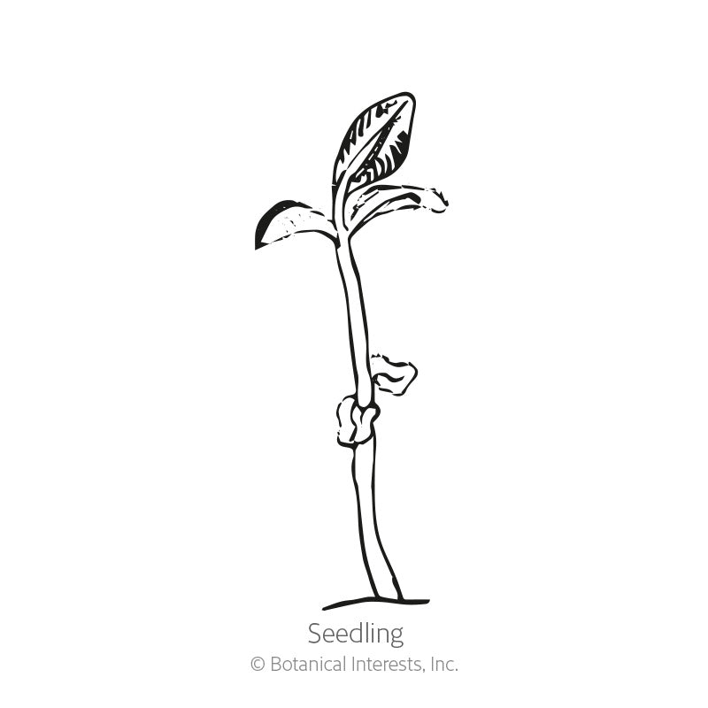 Summer Savory Seeds Product Image