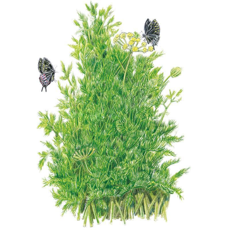 Tetra Dill Seeds