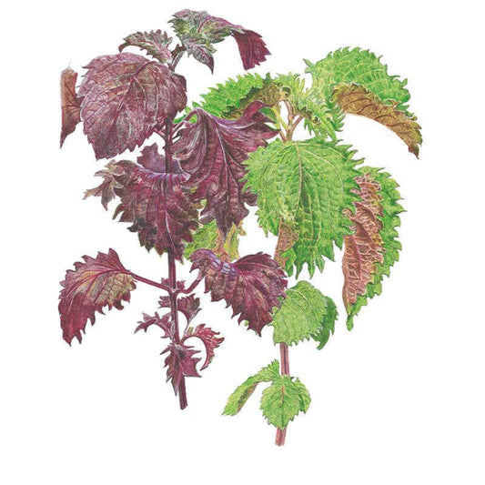 Green and Red Shiso Perilla Seeds