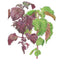 Green and Red Shiso Perilla Seeds