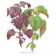 Green and Red Shiso Perilla Seeds