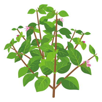 Greek Oregano