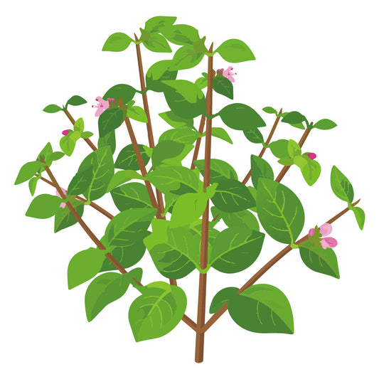 Greek Oregano