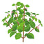 Greek Oregano